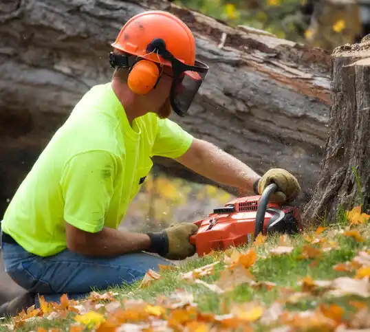 tree services Minto